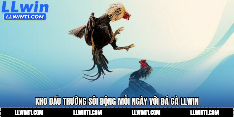 Kho đấu trường sôi động mỗi ngày với Đá gà LLWIN